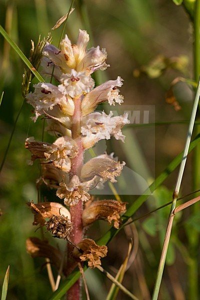 Bitterkruidbremraap in Berkheide Katwijk, Oxtongue Broomrape at Berkheide Katwijk stock-image by Agami/Arnold Meijer,