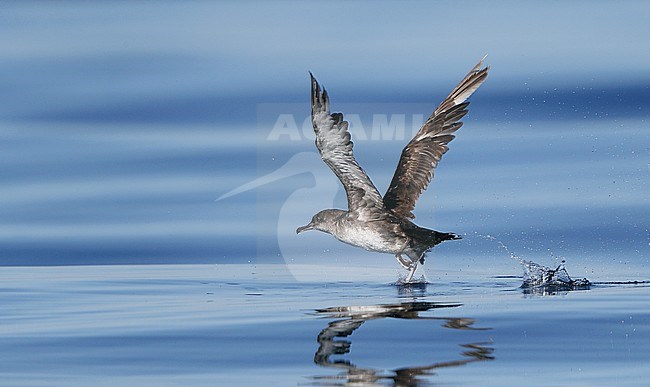 Worn adult Balearic Shearwater (Puffinus mauretanicus), take off at Fuseta, Algarve, Portugal. Critically Endangered breeding on Mediterranean islands. stock-image by Agami/Helge Sorensen,