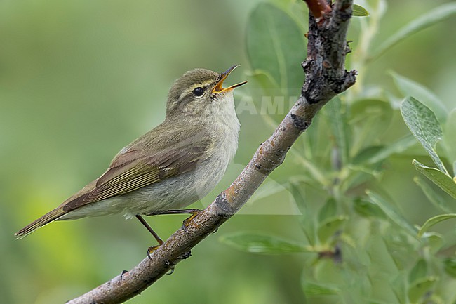 Arctic Warbler (Phylloscopus borealis) Perched on a branch in Alaska stock-image by Agami/Dubi Shapiro,