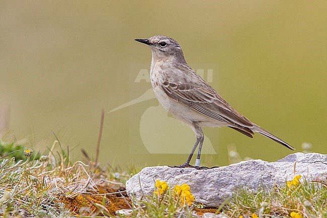 Water Pipit (Anthus spinoletta), side view of an adult standing on a rock, Abruzzo, Italy stock-image by Agami/Saverio Gatto,