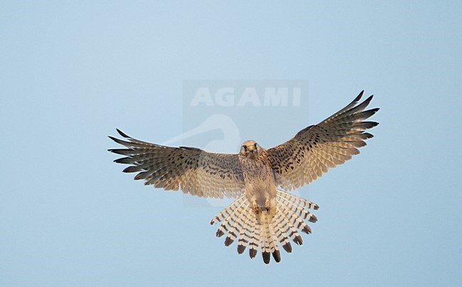 Vrouwtje Kleine torenvalk in vlucht, Female Lesser Kestrel in flight stock-image by Agami/Markus Varesvuo,