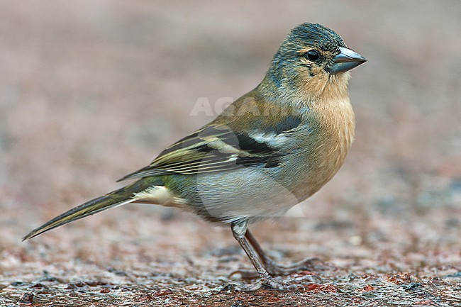 Autumn male Azores Chaffinch (Fringilla coelebs moreletti) on Sao Miguel island, Azores, Portugal. Foraging on the ground. stock-image by Agami/Marc Guyt,