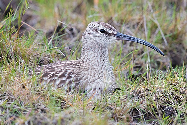 Eurasian Whimbrel (Numenius phaeopus islandicus), adult sitting on the ground stock-image by Agami/Saverio Gatto,