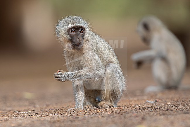 Vervet Monkey (Chlorocebus pygerythrus) at Kruger National Park, South Africa. stock-image by Agami/Tom Friedel,