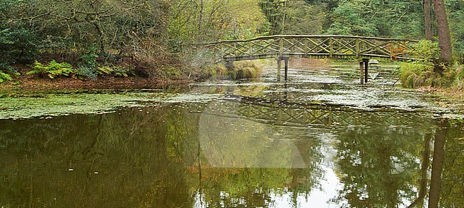 Elfbergen Gaasterland. Brug over de vijver, Elfbergen Gaasterland. Bridge over the pond stock-image by Agami/Wil Leurs,