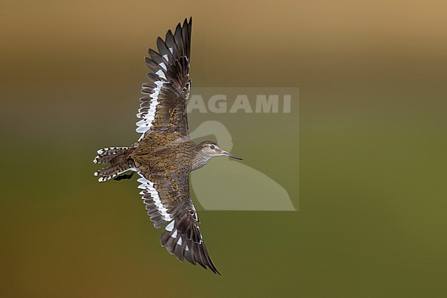 Common Sandpiper, Actitis hypoleucos, in Italy. stock-image by Agami/Daniele Occhiato,