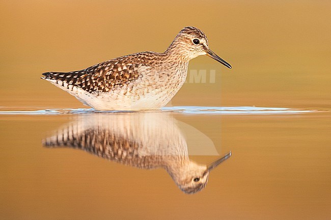 Wood Sandpiper (Tringa glareola), side view of an adult standing in the water, Campania, Italy stock-image by Agami/Saverio Gatto,