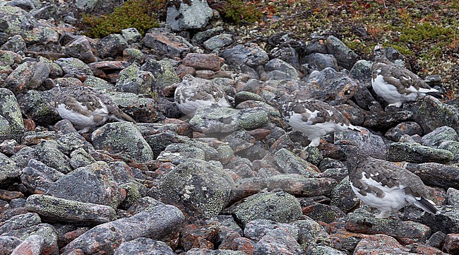 Vrouwtje Alpensneeuwhoen in zomerkleed, Female Rock Ptarmigan in summerplumage stock-image by Agami/Markus Varesvuo,