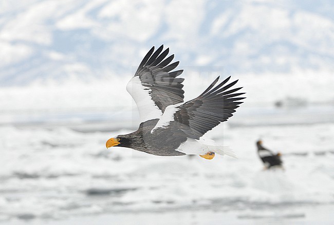 The Steller's Sea Eagle (Haliaeetus pelagicus) is one of the most impressive birds on our planet. It breeds in eastern Russia and winters in Russia, Korea and Japan. This photo is taken at Hokkaido, Japan, where large flocks of birds feed off the floating ice. stock-image by Agami/Eduard Sangster,