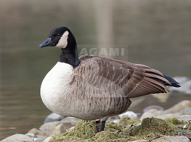 Canada Goose - Kanadagans - Branta canadiensis ssp. canadiensis, Germany, adult stock-image by Agami/Ralph Martin,