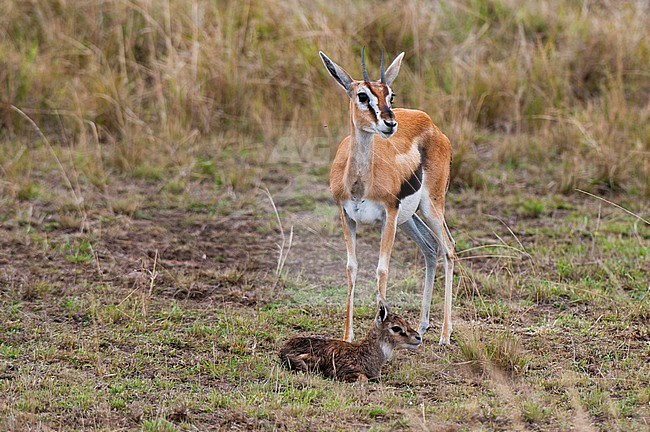 A Thomson's gazelle, Gazella thomsonii, with her newborn, not yet able to walk. Masai Mara National Reserve, Kenya. stock-image by Agami/Sergio Pitamitz,