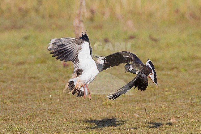Kievit; Lapwing; Vanellus vanellus stock-image by Agami/Menno van Duijn,