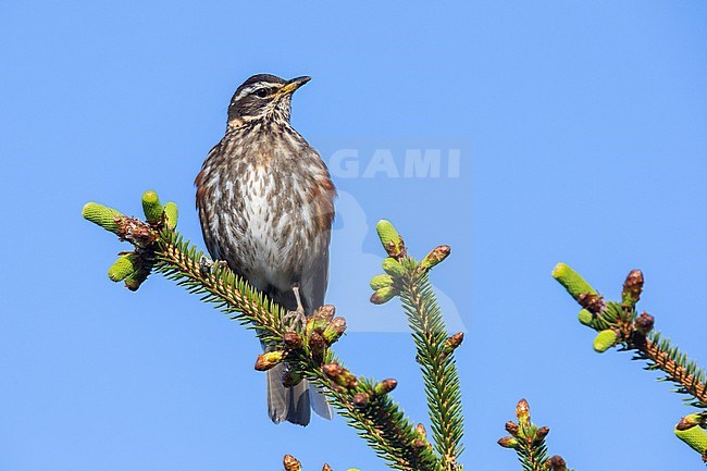 Redwing (Turdus iliacus), adult perched on a Spruce tree, Capital Region, Iceland stock-image by Agami/Saverio Gatto,