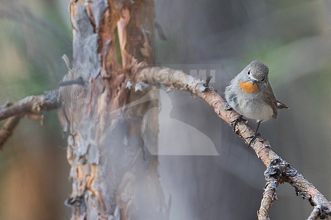 Red-throated Flycatcher - Taiga-Fliegenschnäpper - Ficedula albicilla, Russia (Baikal), adult male stock-image by Agami/Ralph Martin,