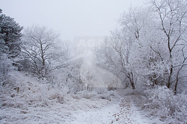 besneeuwde open plek in bos; snowy open patrch in wintery forest stock-image by Agami/Arjan van Duijvenboden,