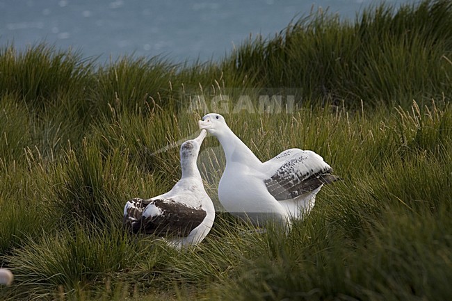 Snowy (Wandering) Albatross pair gamming; Grote Albatros paar baltsend stock-image by Agami/Marc Guyt,