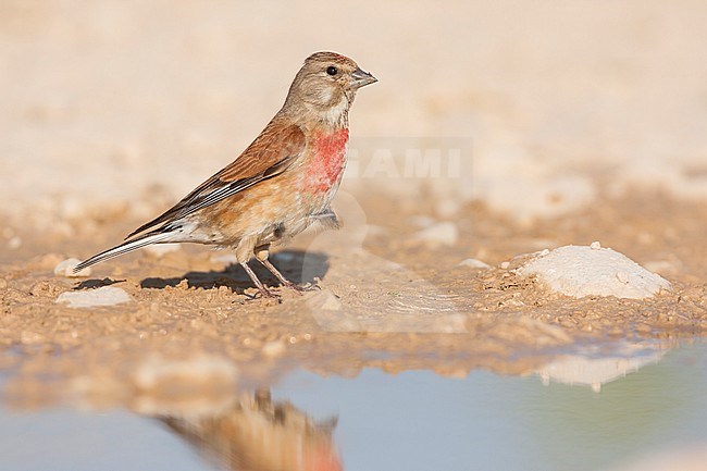 Linnet - BluthÃ¤nfling - Carduelis cannabina ssp. mediterranea, Croatia, adult male stock-image by Agami/Ralph Martin,