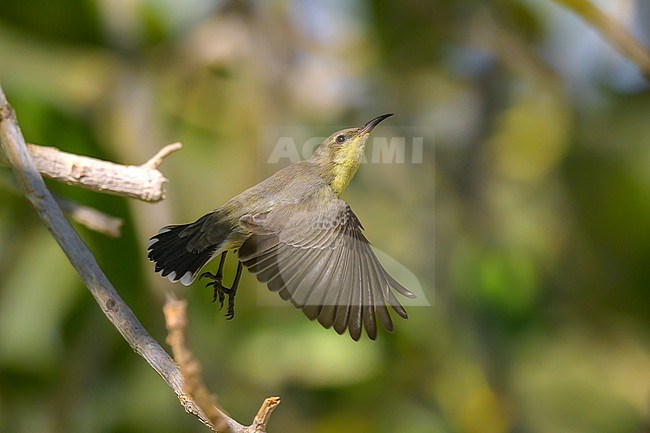 Purple Sunbird (Cinnyris asiaticus) taking off, in Oman. stock-image by Agami/Sylvain Reyt,