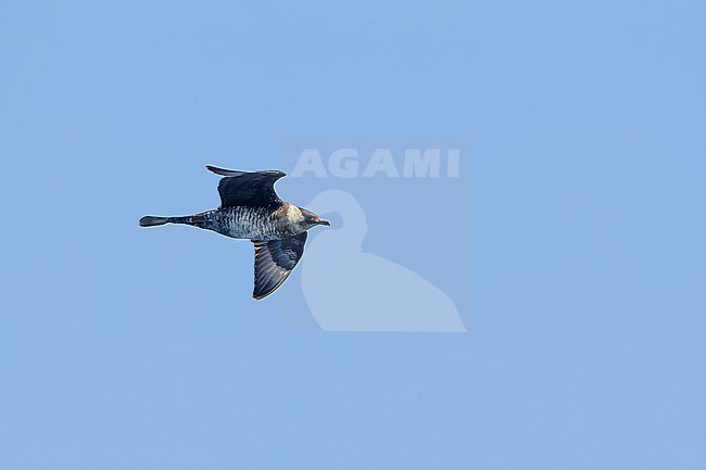 Adult Pomarine Skua (Stercorarius pomarinus) in flight over the sea at Banco de la Concepcion, off Lanzarote Island. stock-image by Agami/David Monticelli,