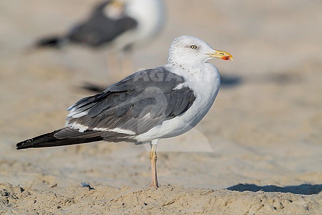 Heuglin's Gull (Larus heuglini), side view of an adult in winter plumage standing on the sand, Dhofar, Oman. stock-image by Agami/Saverio Gatto,