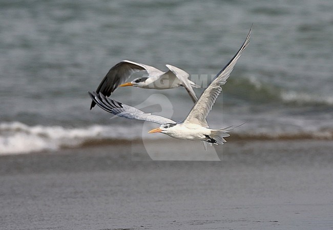 African Royal Tern (Thalasseus maximus albididorsalis) in flight along the coast of Senegal. stock-image by Agami/Jacques van der Neut,