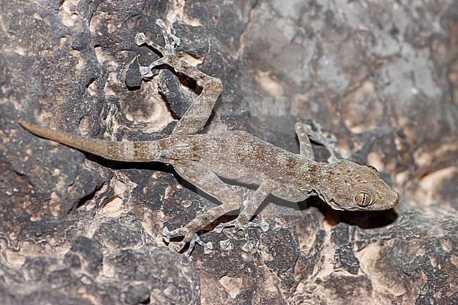 Dhofar fan-footed gecko (Ptyodactylus dhofarensis) taken the 28/02/2023 at Dhofar - Oman. stock-image by Agami/Nicolas Bastide,