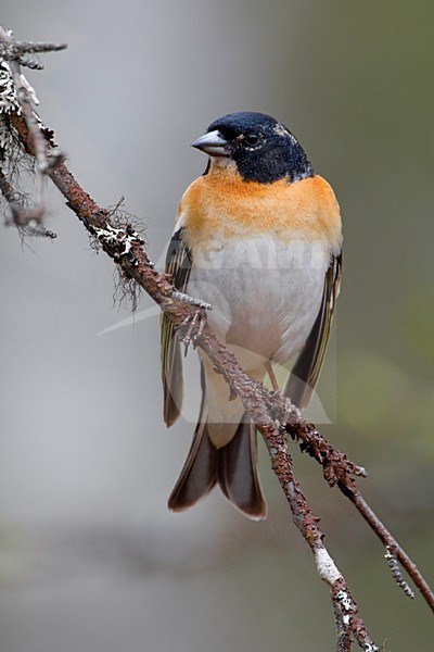 Mannetje Keep in zomerkleed op een tak; Male Brambling in summer plumage perched on a branch stock-image by Agami/Daniele Occhiato,