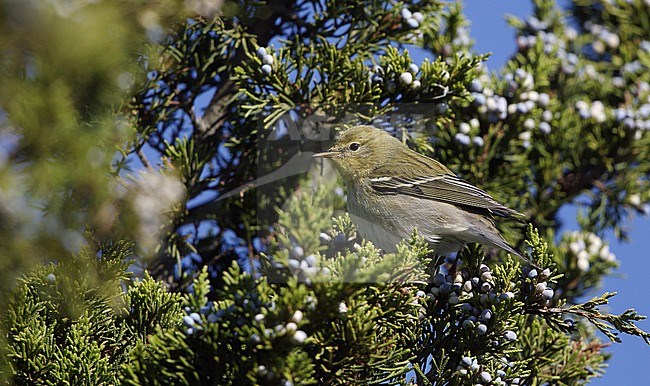 Blackpoll Warbler (Setophaga striata) during autumn migration at Cape May, New Jersey in USA. stock-image by Agami/Helge Sorensen,