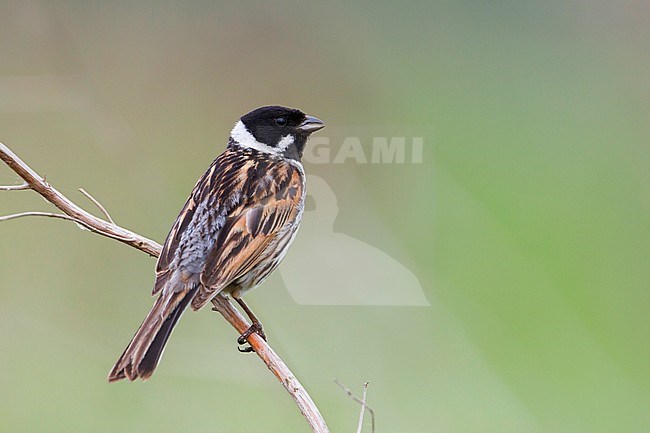 Reed Bunting - Rohrammer - Emberiza schoeniclus ssp. stresemanni, Hungary, adult male stock-image by Agami/Ralph Martin,
