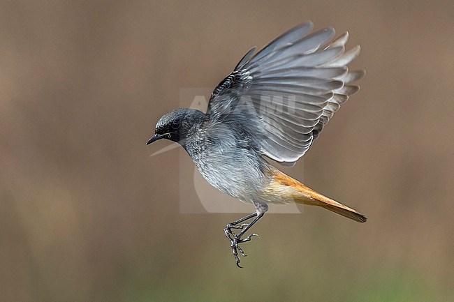Mannetje Zwarte Roodstaart in vlucht, Male Black Redstart in flight stock-image by Agami/Daniele Occhiato,