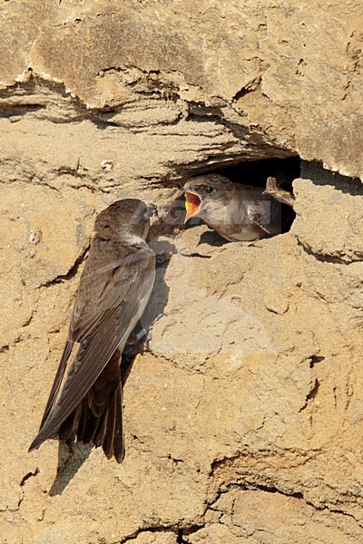 Oeverzwaluw voert jongen; Sand martin feeding juvenile stock-image by Agami/Walter Soestbergen,