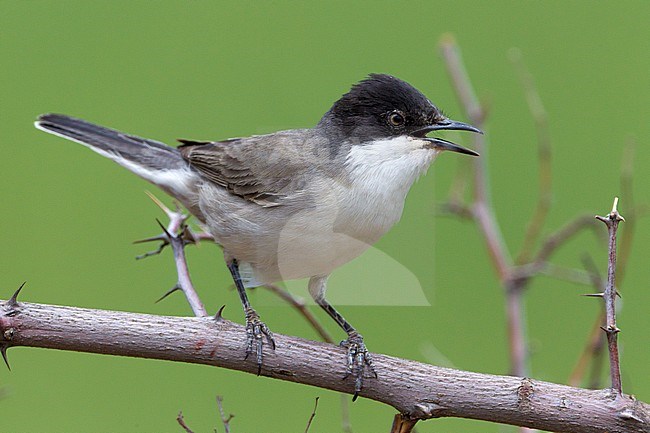 Singing male Eastern Orphean Warbler (Sylvia crassirostris) stock-image by Agami/Daniele Occhiato,