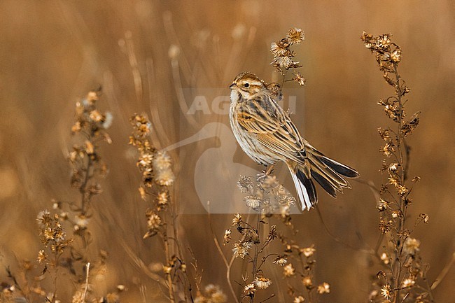 Wintering Common reed bunting (Emberiza schoeniclus) in Italy. stock-image by Agami/Daniele Occhiato,