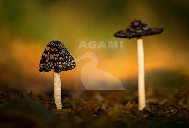 Spechtinktzwam, Magpie Fungus stock-image by Agami/Rob de Jong,