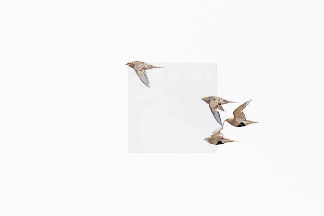 Flock of pallas's sandgrouse (syrrhaptes paradoxus) in flight, found in Dornod Aimag in Mongolia stock-image by Agami/Mathias Putze,