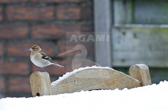 Vrouwtje Vink in de winter; Female Common Chaffinch in winter stock-image by Agami/Marc Guyt,