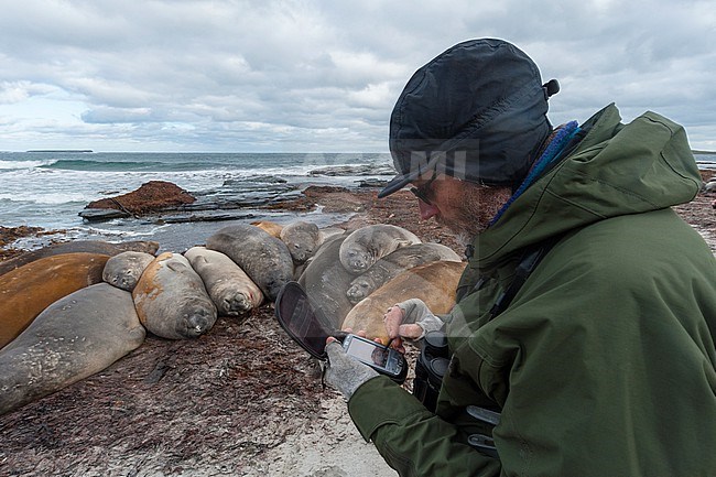 A biologist geotagging the GPS position of southern elephant seals, Mirounga leonina. Sea Lion Island, Falkland Islands. stock-image by Agami/Sergio Pitamitz,
