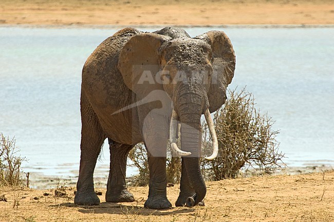 Afrikaanse Olifant, African Elephant stock-image by Agami/Roy de Haas,