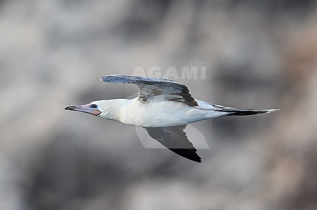 Red-footed Booby (Sula sula) in flight over the mid-atlantic ocean. stock-image by Agami/Laurens Steijn,