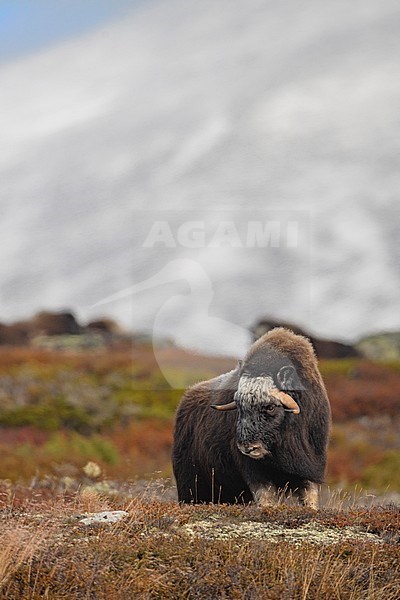 Immature male Muskox (Ovibos moschatus) in the Dovrefjell in Norway. An Arctic hoofed mammal of the family Bovidae introduced in parts of Scandinavia. stock-image by Agami/Alain Ghignone,