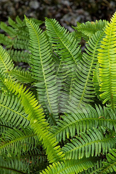 Hard-fern; Struthiopteris spicant stock-image by Agami/Wil Leurs,