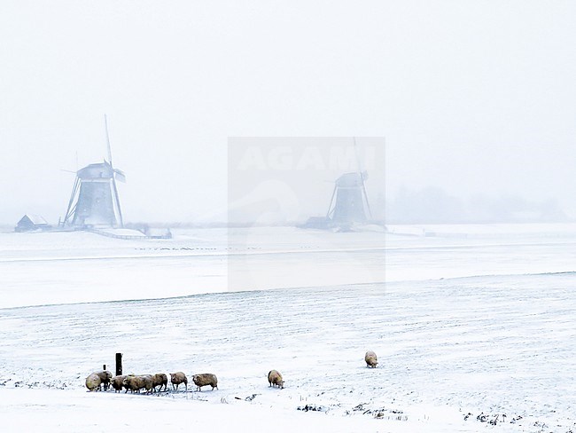 Dutch winter landscape setting with wind mills and sheep stock-image by Agami/Menno van Duijn,