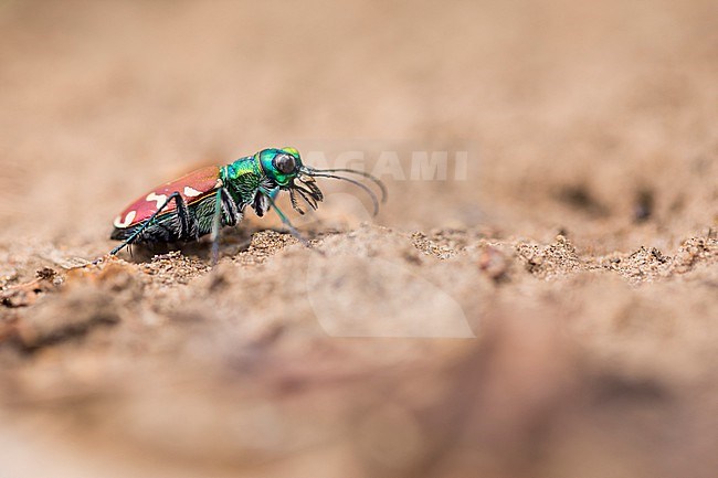 Cicindela coerulea ssp. nitida, Russia (Baikal), imago stock-image by Agami/Ralph Martin,