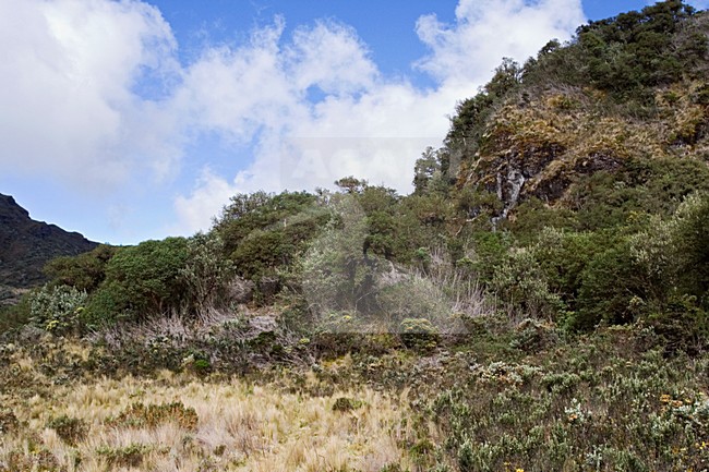 Papallacta Pass Ecuador stock-image by Agami/Marc Guyt,