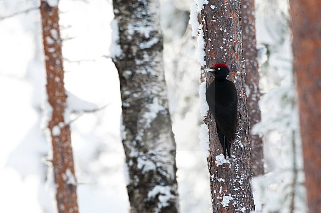 Zwarte Specht tegen een boom in besneeuwd taiga bos; Black Woodpecker perched against a tree in a snow covered taiga forest stock-image by Agami/Marc Guyt,