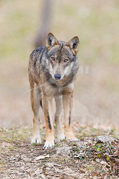 Italian Wolf (Canis lupus italicus), captive animal standing on the ground, Civitella Alfedena, Abruzzo, Italy stock-image by Agami/Saverio Gatto,