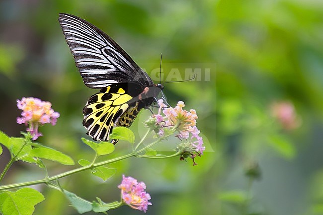 Malayan Birdwing (Troides amphrysus) butterfly sucking nectar of a pink flower in tropical forest of Thailand stock-image by Agami/Kari Eischer,