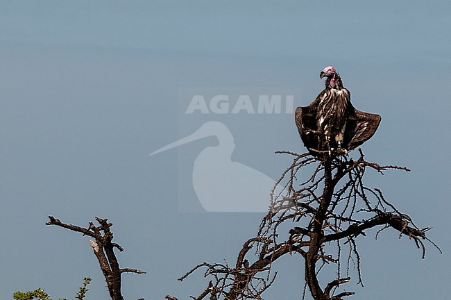 A lappet-faced vulture, Torgos tracheliotus, perched in a tree top. Masai Mara National Reserve, Kenya. stock-image by Agami/Sergio Pitamitz,