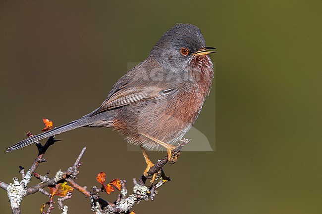 Mannetje ProvenÃ§aalse Grasmus; Male Dartford Warbler stock-image by Agami/Daniele Occhiato,