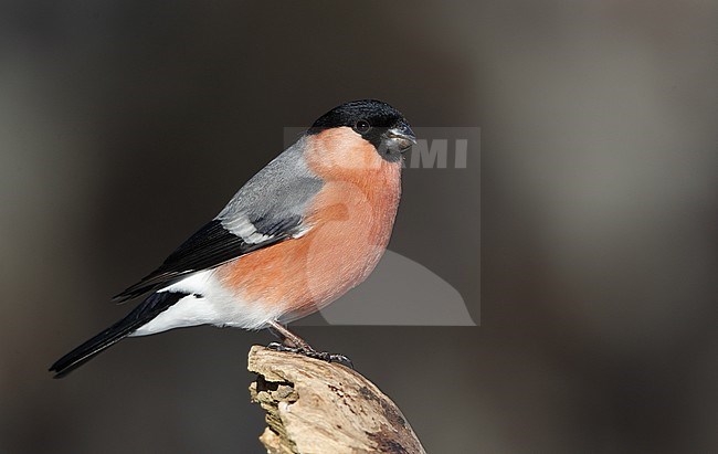 Eurasian Bullfinch, Pyrrhula pyrrhula, perched male at Holte, Denmark stock-image by Agami/Helge Sorensen,